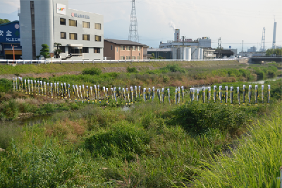 写真：60匹の鮎のぼり