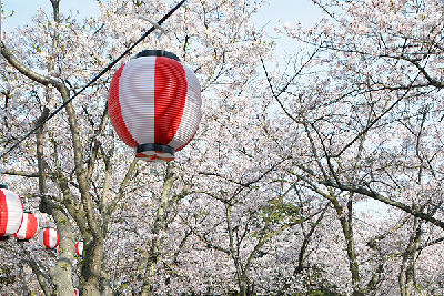 写真：桜の開花
