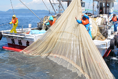 写真：カタクチイワシがたくさん入った網を引き揚げる様子