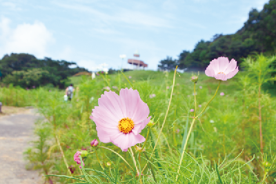 写真：翠波高原のコスモス