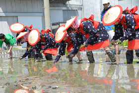 写真：早乙女による田植え