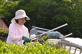 茶摘みの様子の画像3