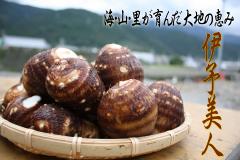 伊予美人の画像