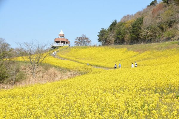 翠波高原菜の花まつり2019へお出かけの写真1