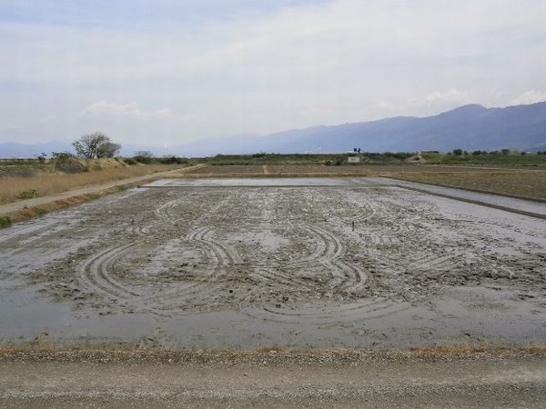 田んぼアート【最終更新日：平成29年8月1日】の写真2