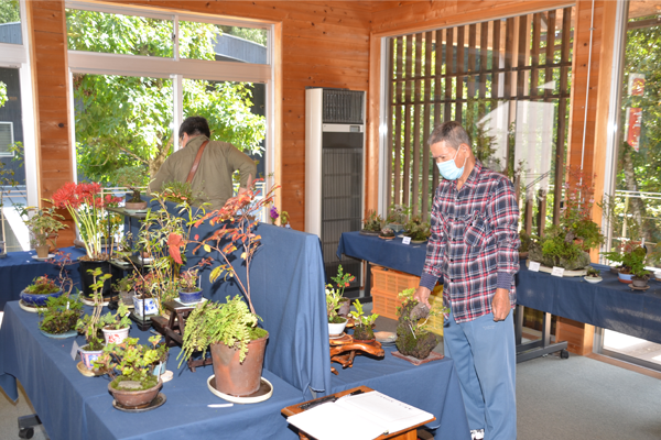 山野草展の様子の画像1