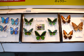 写真：展示されてる蝶々の標本