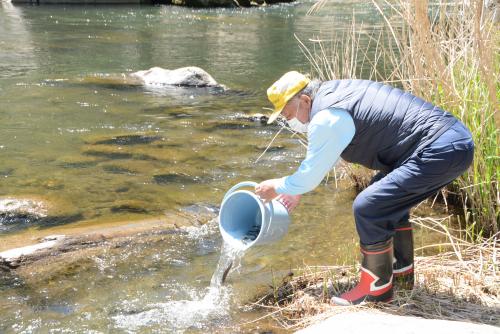 画像：稚鮎をバケツで放流する様子